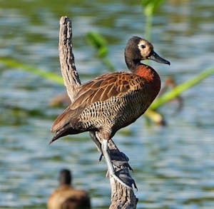 White-Faced Whistling Duck © Noreen Rudd