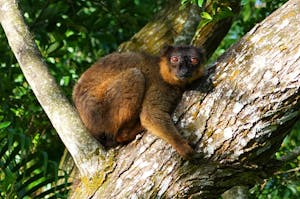 Collared Lemur© Noreen Rudd