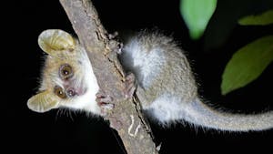 Gray-brown mouse Lemur© Noreen Rudd
