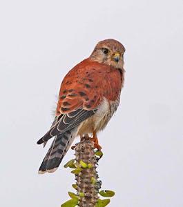 Malagasy Kestrel© Noreen Rudd
