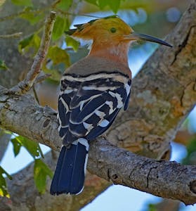 Malagasy Hoopie© Noreen Rudd
