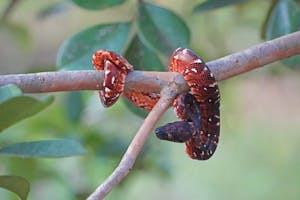 Madagascar Tree Boa© Noreen Rudd