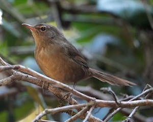 Madagascar Brush Warbler© Noreen Rudd