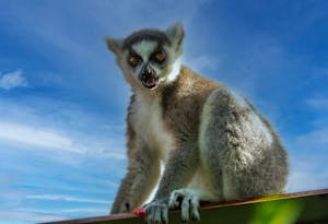 Ring-tailed Lemur © Chris Desborough
