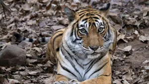 Royal Bengal Tiger emerging from dense green forest in India’s jungle