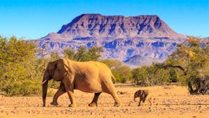 Elephants walking across Namibia’s dry savanna under a dramatic sky