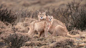 Two wild Pumas in the grasslands of Patagonia, alert and gazing toward the camera
