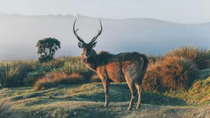 Deer standing alert on a ridgeline at sunrise in Sri Lanka’s wilderness