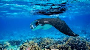 Sulawesi and Komodo - Manta Ray