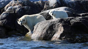 Two Polar Bears standing on rocky shoreline in the Svalbard Islands, facing the water