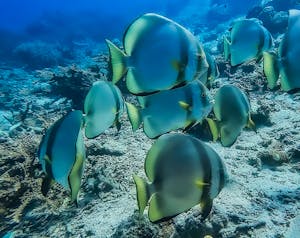 Golden Spadefish © Grace Chen