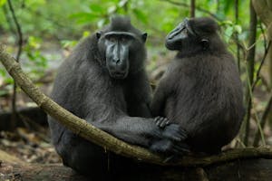 Black-crested Macaques © Charlie Ryan
