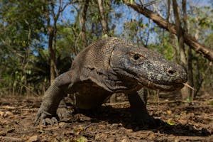 Komodo Dragon © Charlie Ryan