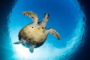 Gree Sea Turtle