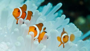 Clownfish and Anemone