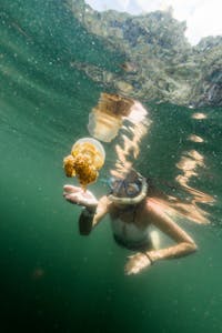 Snorkeler with Harmless Jellyfish
