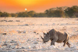 Black rhino (Diceros bicornis) sunset walk near Okaukuejo waterhole, Etosha national park, Namibia