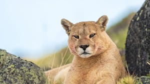 Chile/Patagonia Puma