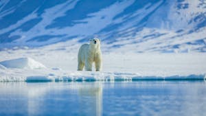 Svalbard Islands June/July 2026