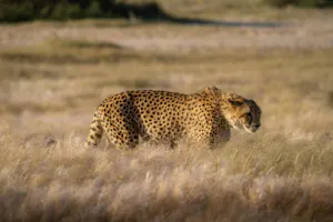CheetahMichael Schlierf
