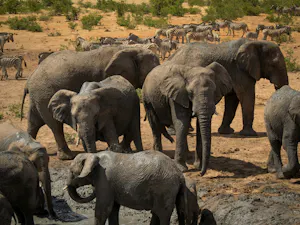 Elephants Rob Zohrab