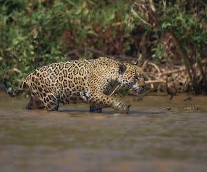 Jaguar © Daniel Sands