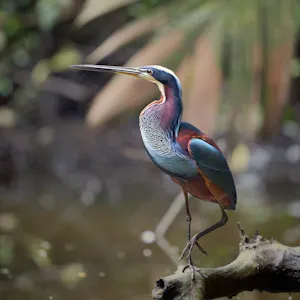Agami Heron Daniel Sands