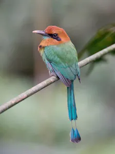 Broad-billed Motmot Daniel Sands