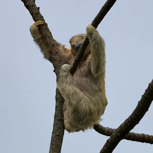 Sloth Daniel Sands