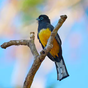 Black-headed Trogon Daniel Sands