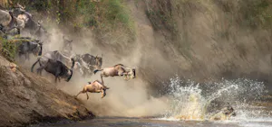 Wildebeests During the Great Migration