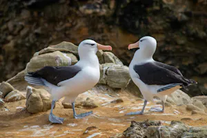 Black-browed Albatross