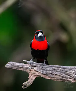 Crimson-collared Tanager© Isaac Ho