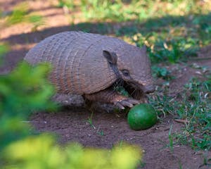 Armadillo © Daniel Sands