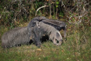 Giant Anteaters © Daniel Sands