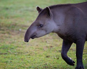 South American Tapir © Daniel Sands