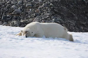 Polar Bear© Gavin Vilander