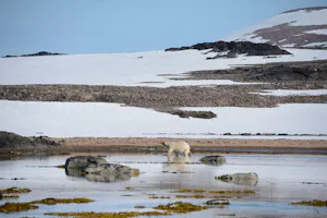 Polar Bear© Gavin Vilander