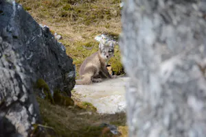 Arctic Fox© Gavin Vilander