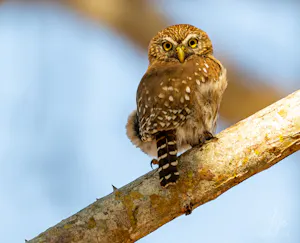 Ferruginous Pygmy Owl© Isaac Ho