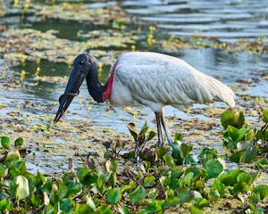 Jabiru Stork © Daniel Sands