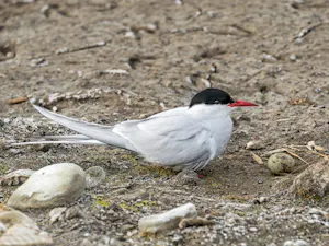 Arctic Tern© Ken & Mary Campbell