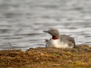 Red-throated Loon© Ken & Mary Campbell