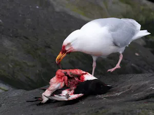 Glaucous Gull© Ken & Mary Campbell