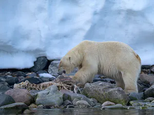 Polar Bear© Ken & Mary Campbell