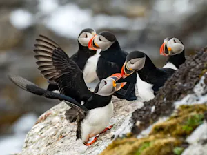 Atlantic Puffins© Ken & Mary Campbell