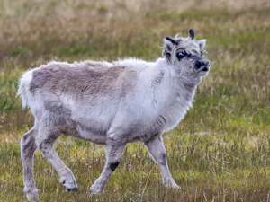 Svarbard Reindeer© Ken & Mary Campbell