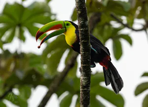 Keel-billed Toucan© Isaac Ho