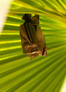 Lesser Long Nose Bat© Isaac Ho