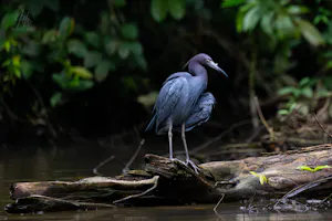 Blue Heron© Isaac Ho